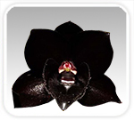 Black Orchid